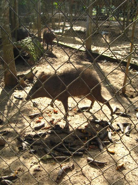 En la selva peruana: entre la belleza y la barbarie