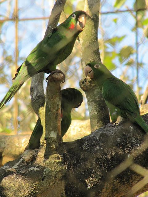 En la selva peruana: entre la belleza y la barbarie