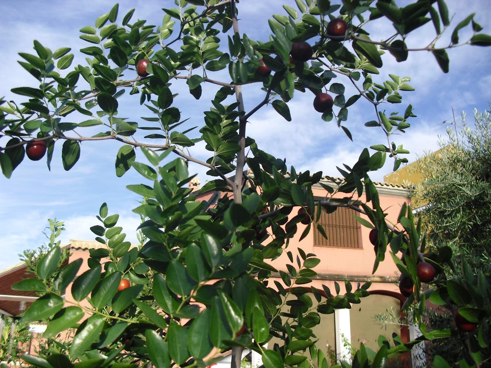 UN NUEVO ARBOL FRUTAL EN MI HUERTO, EL AZOFAIFO