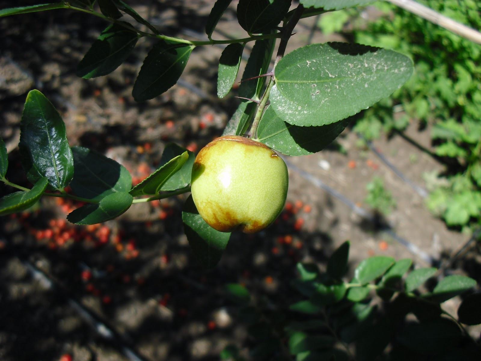 UN NUEVO ARBOL FRUTAL EN MI HUERTO, EL AZOFAIFO