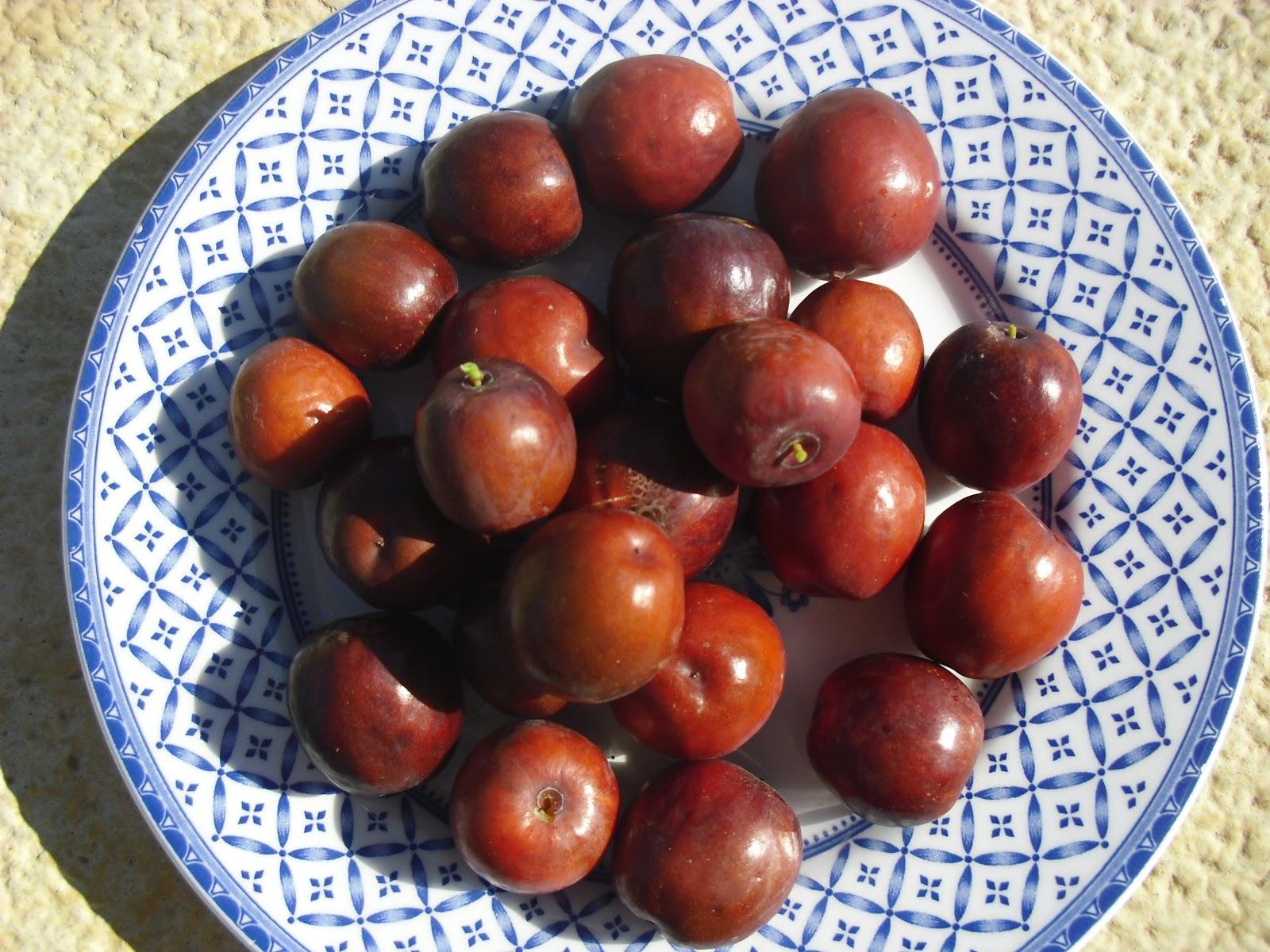 UN NUEVO ARBOL FRUTAL EN MI HUERTO, EL AZOFAIFO