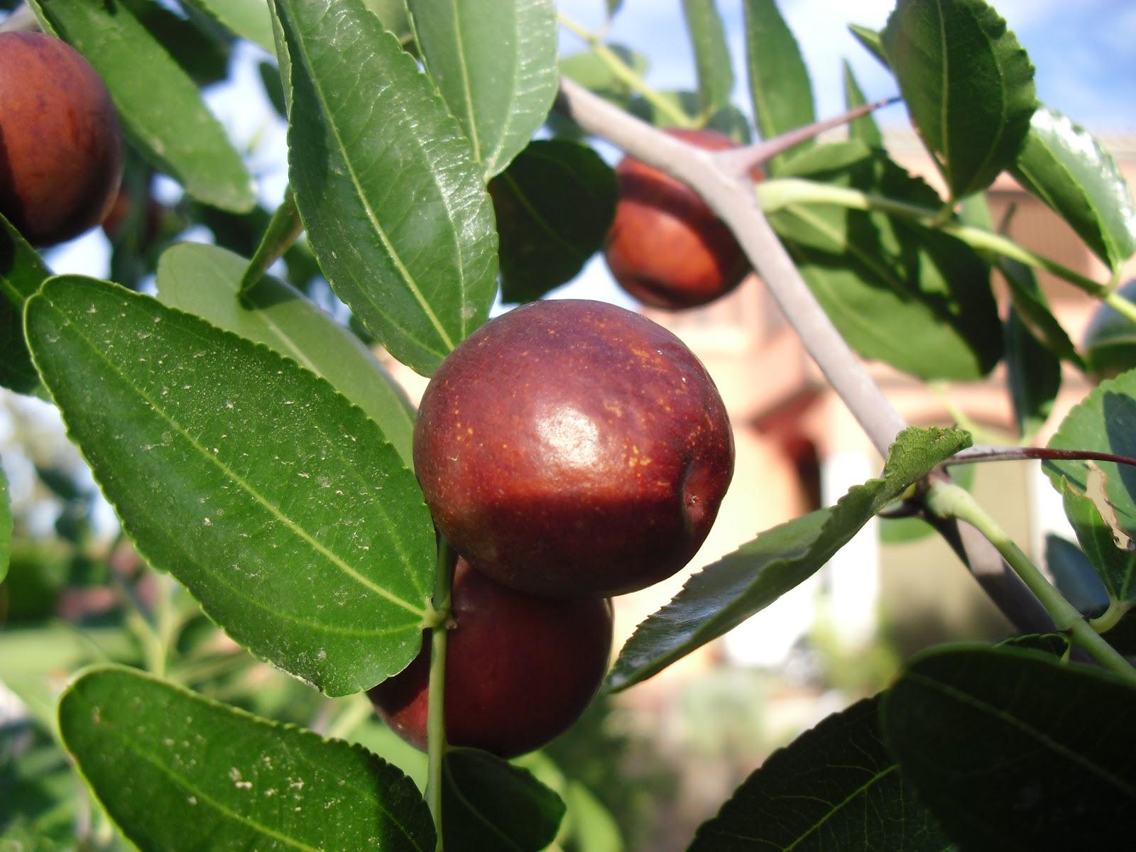 UN NUEVO ARBOL FRUTAL EN MI HUERTO, EL AZOFAIFO