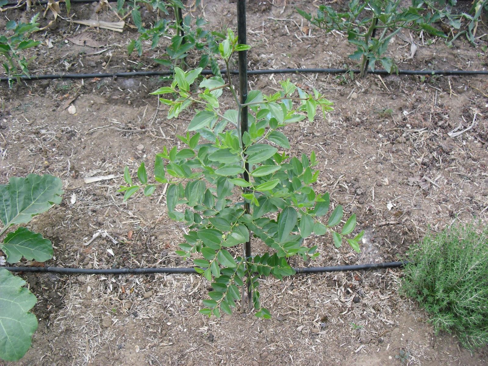 UN NUEVO ARBOL FRUTAL EN MI HUERTO, EL AZOFAIFO