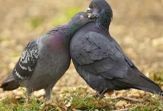 ESE RUIDITO QUE NO ME DEJA DORMIR                             ( REEDICIÓN)