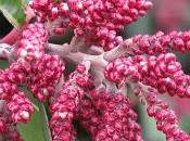 Zumaque sumac