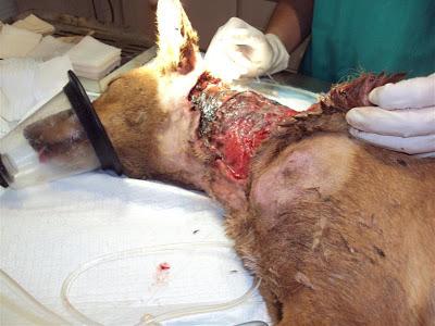 Vida, podenquita acuchillada, tirada a un contenedor en Madrid.