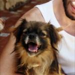 BENITO pequinés en adopción‏.