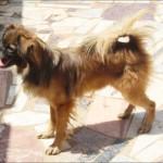 BENITO pequinés en adopción‏.