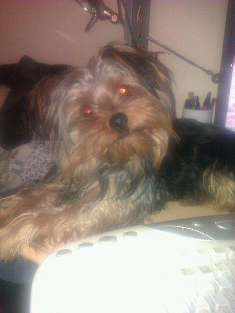 MORO, YORKSHIRE PERDIDO EN SEVILLA EL 18-9-2012.