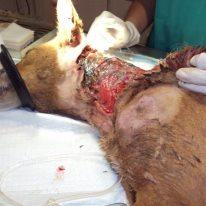 Foto: Vida, esta podenquita ha vivido un autentico calvario, un sufrimiento inigualable, y no sabemos como sigue con vida. Le han destrozado el cuello por todas partes para quitarle el chip. Luego la han tirado a un contenedor de basura para que la triturase y alli ha estado dos dias. Ha sobrevivido comiendo de la basura que la gente tiraba encima de ella, hasta que alguien se dio cuenta de que estaba dentro y llamo a la policia.. Estas fotos son de la operacion que le acaban de hacer y esperemos que sobreviva.. Esta en Madrid y su nombre lo ha elegido su salvadora, la veterinaria de la perrera que no sabia si sacrificarla cuando la ha visto en ese estado, pero aposto por darle una oportunidad y ha estado una hora operandola.. Ojala todos los veterinarios fuesen igual!  No hay palabras para describir este horror, esto no tiene fin. No puedo ni imaginarme lo que ha tenido que padecer durante dos dias alli dentro, con la piel necrosada, con un dolor tan fuerte que le ha provocado dos derrames en los ojos y otro en el cuello, todo esto producido por el dolor que ha padecido..   Maldigo con todas mis fuerzas a esos monstruos torturadores, sin entrañas, sin corazon, que son capaces de hacer estas salvajadas.. Ha tenido que sufrir una agonia horrible.. Solo espero que salga adelante y pueda conocer algo bueno..  Lucharemos por ella con uñas y dientes!  irina.animalessinhogar@gmail.com