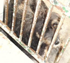 BÁMBOLA.  OTRA PEQUEÑA DEJADA POR SU DUEÑO EN LA PERRERA.