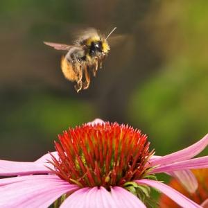 Los pesticidas generan efectos en cadena en las abejas