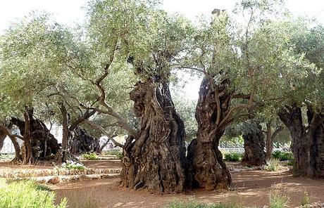 Los olivos de Getsemaní tienen más de 900 años