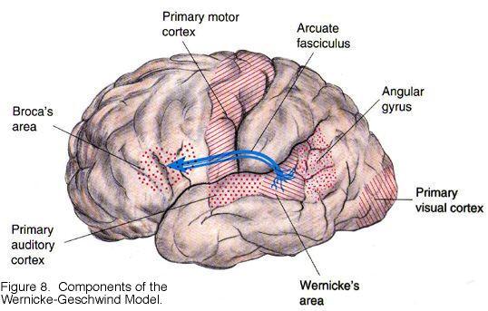 Apraxia. Causas y síntomas