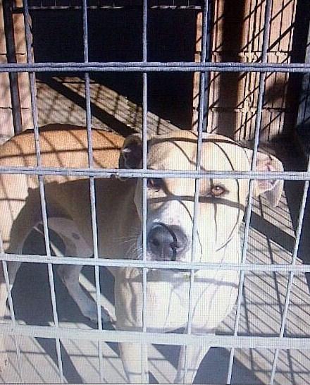 AYUDA!! SU DUEÑA SE SUICIDA DELANTE DE ELLA Y ELLA ACABA EN LA PERRERA!!, LA SACRIFICAN!. ACOGIDA YA!!