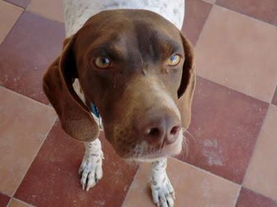 VUELVE AL CHENIL, POINTER DULCE. (MURCIA)‏