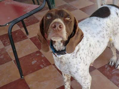 VUELVE AL CHENIL, POINTER DULCE. (MURCIA)‏