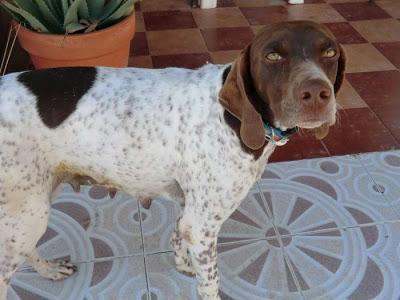 VUELVE AL CHENIL, POINTER DULCE. (MURCIA)‏