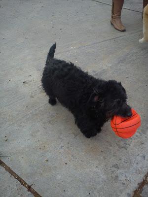 ZIPI un salchicha sin hogar‏.