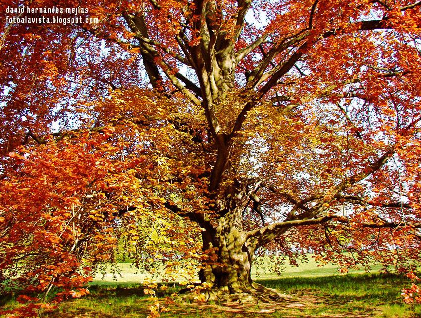 El árbol transmutador