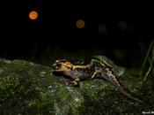 Salamandras urbanas "Quercus"