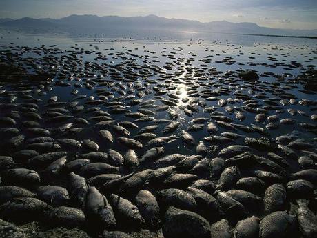 Cianuro en Río Negro: Envenenando el cambio