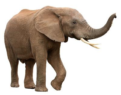 Elefante