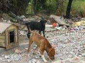 "Abandono perros"