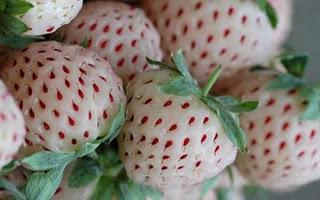 Fresas Blancas, Curiosidades