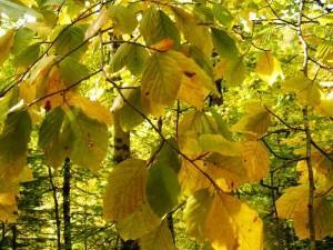 haya, alla, aya, halla