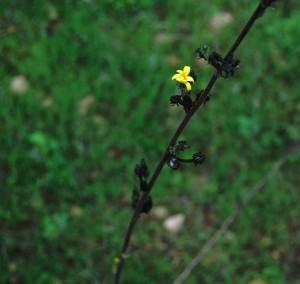 MI PRESUNTA FORTALEZA (I)