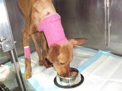 Ultimas noticias sobre Vida, la podenquita acuchillada!!