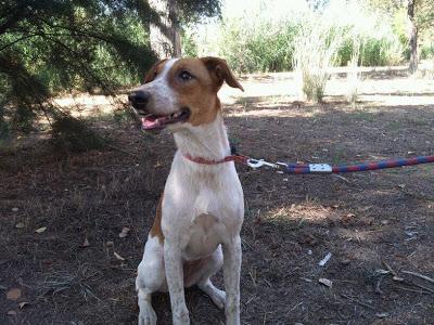 SISI Y VELA..DOS DESPOJOS DE CAZA.. URGENTE!!! (CASTELLON‏)