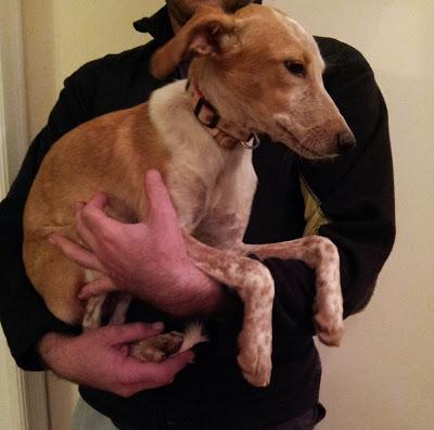 SISI Y VELA..DOS DESPOJOS DE CAZA.. URGENTE!!! (CASTELLON‏)