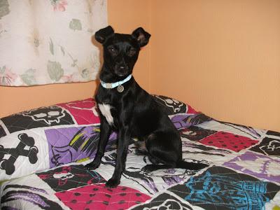 Bufy, BUSCANDO HOGAR!!