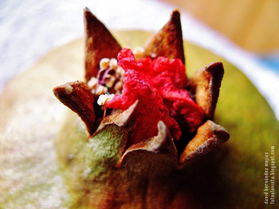 Caballero de largo abrigo rojo agarrando una flor sobre la corona de una granada: #Reto Macro