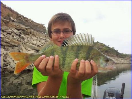 PERCA FLUVIATILIS O PERCA COMUN 640x480 GUIA DE PESCA DE SILURO Y LUCIOPERCA