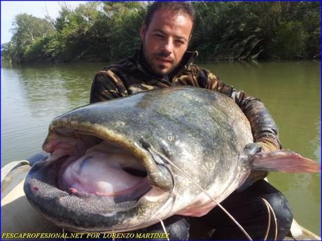 GUIA DE PESCA DE SILURO Y LUCIOPERCA1 640x480 GUIA DE PESCA DE SILURO Y LUCIOPERCA