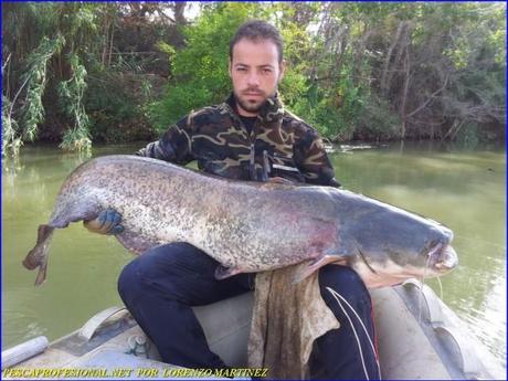 GUIAS DE PESCA DE SILUROS 640x480 GUIA DE PESCA DE SILURO Y LUCIOPERCA