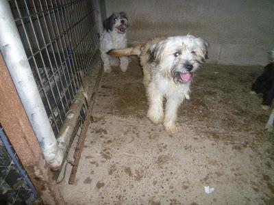 TEDDY, perrito pequeño EN ADOPCIÓN!! (Murcia)