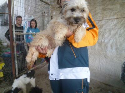 TEDDY, perrito pequeño EN ADOPCIÓN!! (Murcia)