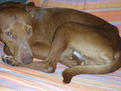 PITINGO, PERRITO DE 10 KG. CON UNA HISTORIA MUY TRISTE. VIÓ MORIR DE INANICIÓN A PARTE DE SU FAMILIA. (VALENCIA)