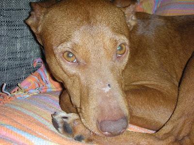 PITINGO, PERRITO DE 10 KG. CON UNA HISTORIA MUY TRISTE. VIÓ MORIR DE INANICIÓN A PARTE DE SU FAMILIA. (VALENCIA)