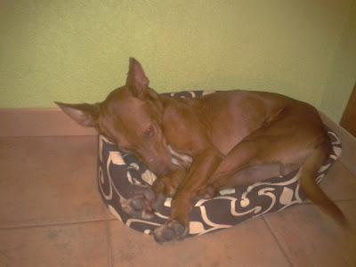 PITINGO, PERRITO DE 10 KG. CON UNA HISTORIA MUY TRISTE. VIÓ MORIR DE INANICIÓN A PARTE DE SU FAMILIA. (VALENCIA)