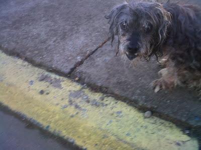 MUY URGENTE!! Perrita ciega en la calle (Sevilla)