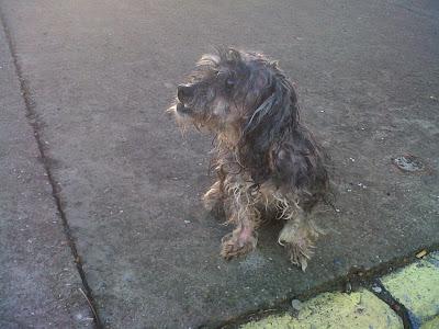 MUY URGENTE!! Perrita ciega en la calle (Sevilla)