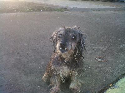 MUY URGENTE!! Perrita ciega en la calle (Sevilla)