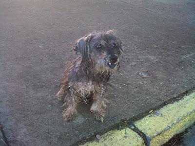 MUY URGENTE!! Perrita ciega en la calle (Sevilla)