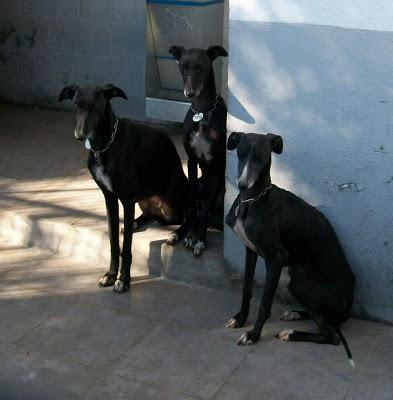 Tres bellezas galgas negras en Mairena. ACOGIDA O ADOPCIÓN!!