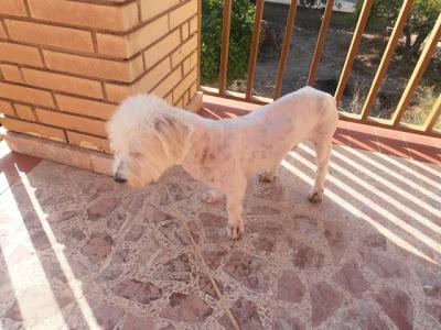 BLANQUITO, BICHÓN MALTÉS, de 1,5 años en adopción. (Murcia)